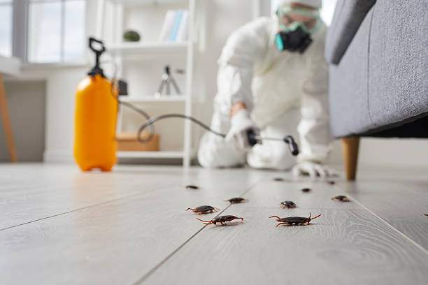 Post-Treatment Bed Bug Interceptor Monitoring in Junction City
